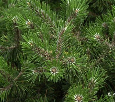 Pinus mugo 'Humpy' Pinus mugo 'Humpy'