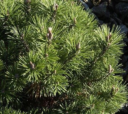 Pinus mugo 'Mops' Pinus mugo 'Mops'
