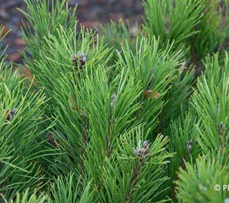 Pinus mugo var. pumilio Pinus mugo var. pumilio