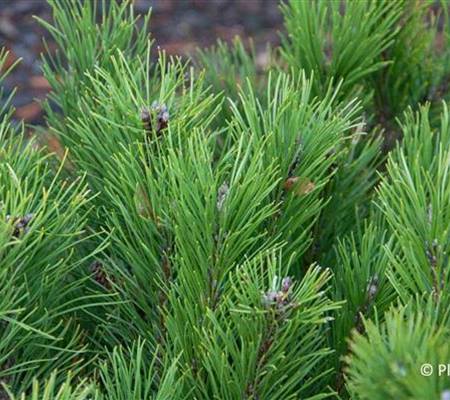Pinus mugo var. pumilio