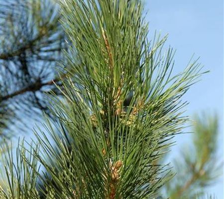 Pinus nigra ssp. nigra