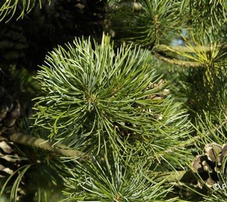 Pinus parviflora 'Glauca'