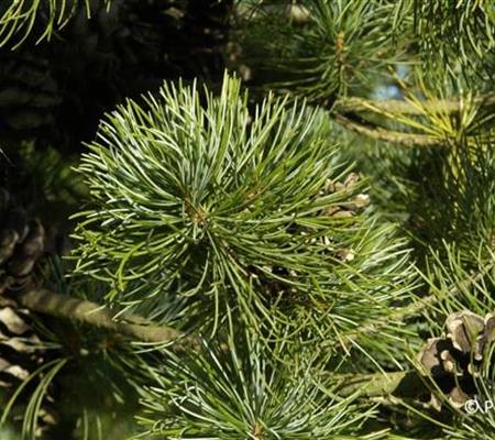 Pinus parviflora 'Glauca'