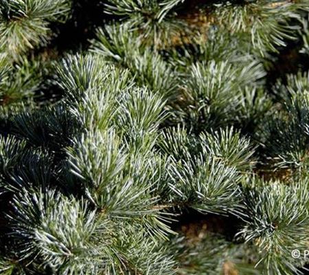 Pinus parviflora 'Negishi' Pinus parviflora 'Negishi'