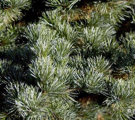 Pinus parviflora 'Negishi'