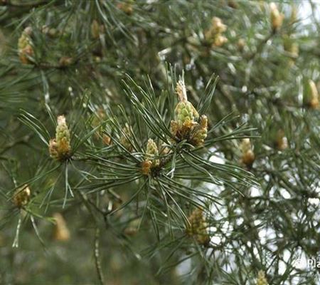 Pinus sylvestris