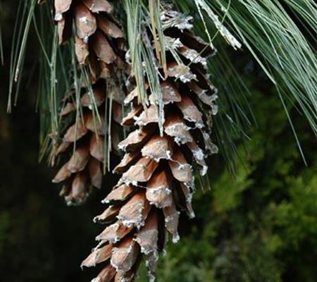 Pinus wallichiana