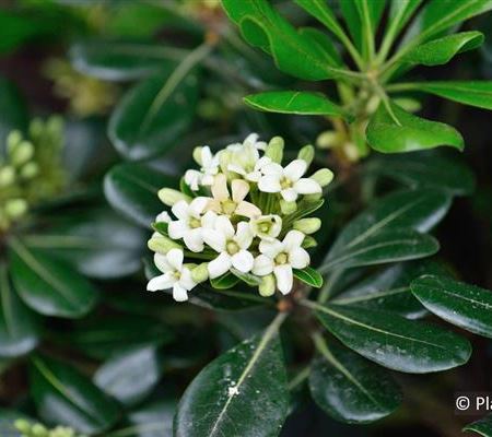 Pittosporum tobira 'Nanum' Pittosporum tobira 'Nanum'