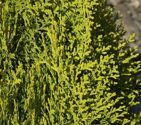 Platycladus orientalis 'Aurea Nana'