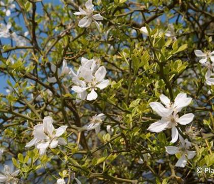 Poncirus trifoliata