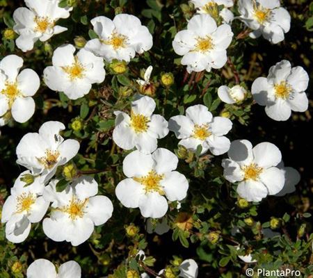 Potentilla fruticosa 'Abbotswood'