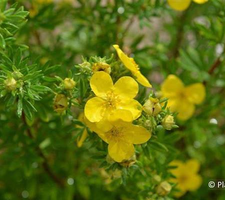 Potentilla fruticosa 'Goldfinger'