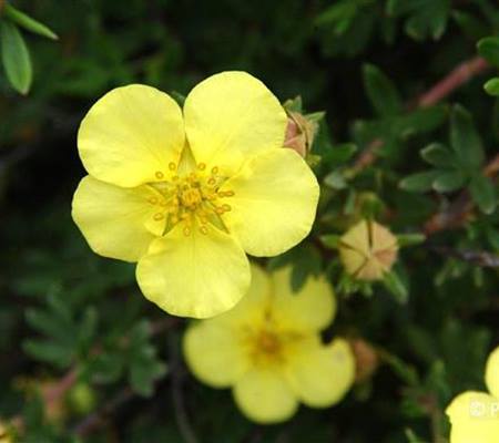 Potentilla fruticosa 'Kobold'