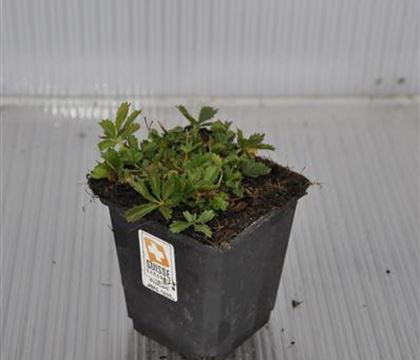 Potentilla neumanniana