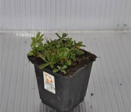 Potentilla neumanniana