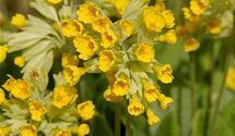 Echte Wiesenschlüssleblume