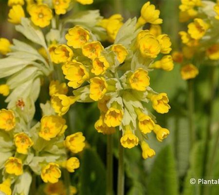 Primula veris ssp. veris Primula veris ssp. veris