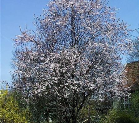 Prunus cerasifera 'Woodii' Prunus cerasifera 'Woodii'