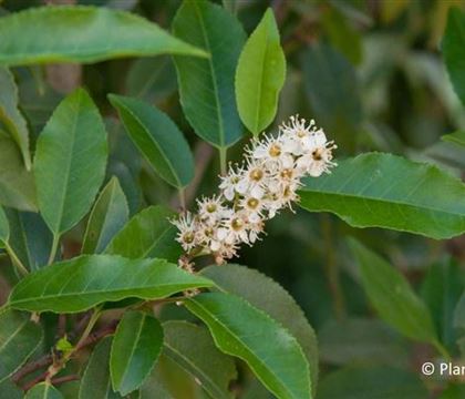 Prunus lusitanica 'Angustifolia' Prunus lusitanica 'Angustifolia'
