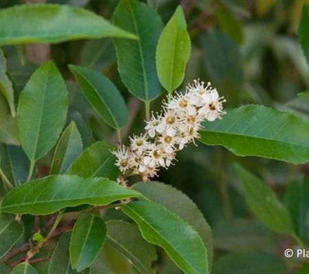 Prunus lusitanica 'Angustifolia' Prunus lusitanica 'Angustifolia'