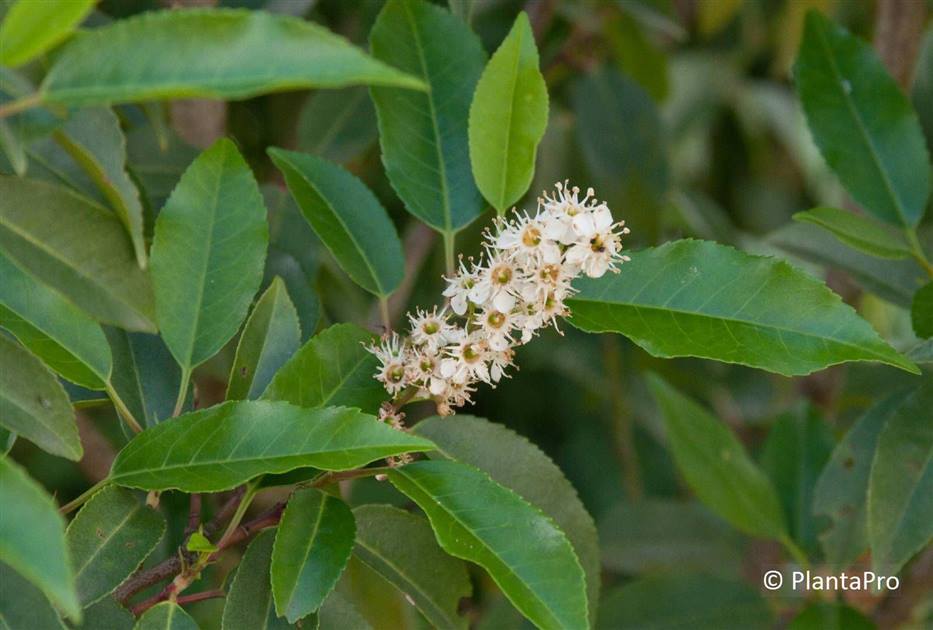 Prunus lusitanica 'Angustifolia'