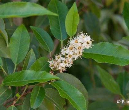 Prunus lusitanica 'Angustifolia'