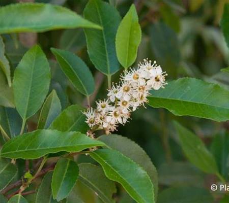 Prunus lusitanica 'Angustifolia'