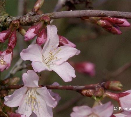 Prunus nipponica 'Ruby' Prunus nipponica 'Ruby'