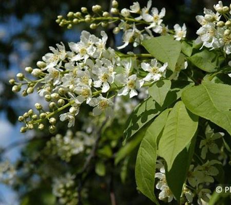 Prunus padus Prunus padus