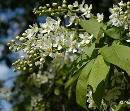 Prunus padus