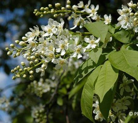 Prunus padus