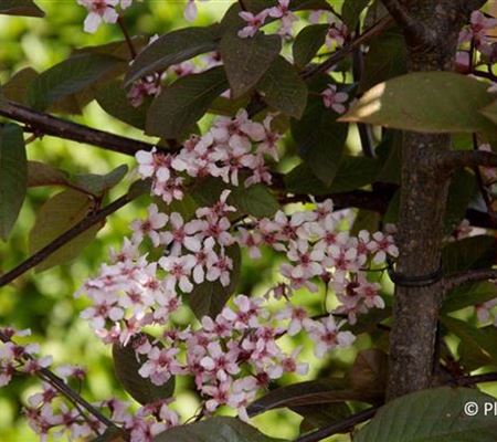 Prunus padus 'Colorata'