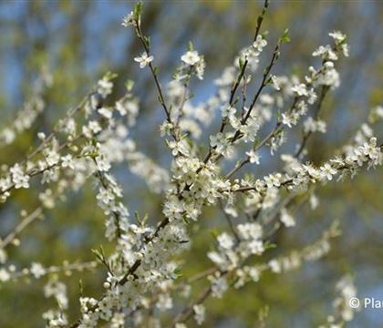 Prunus spinosa Prunus spinosa