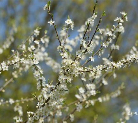 Prunus spinosa