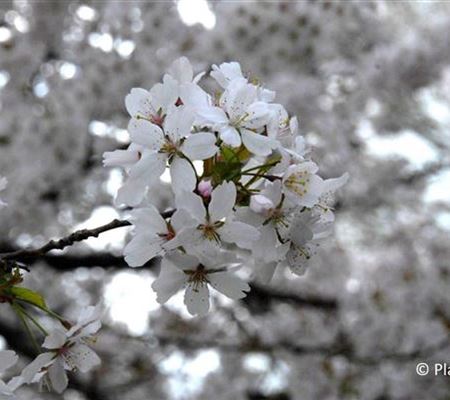 Prunus subhirtella (x) 'Autumnalis Rosea'