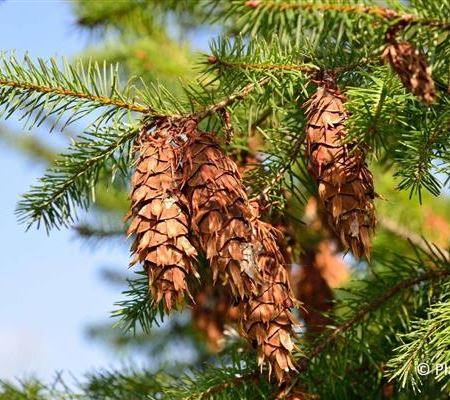 Pseudotsuga menziesii