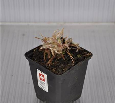 Pulsatilla vulgaris