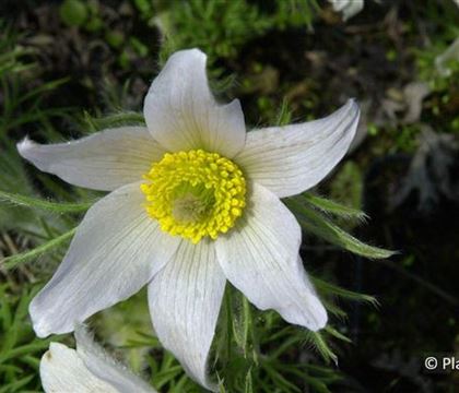 Pulsatilla vulgaris 'Alba'