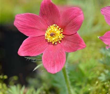 Pulsatilla vulgaris 'Rubra'