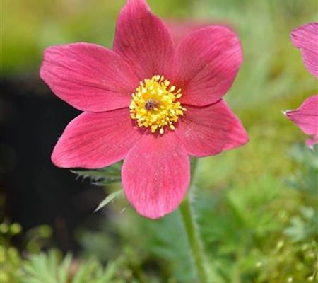 Pulsatilla vulgaris 'Rubra'