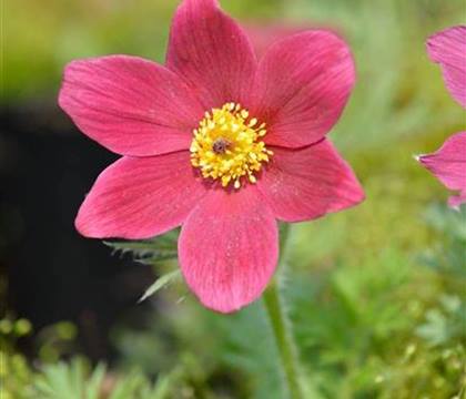 Pulsatilla vulgaris 'Rubra'