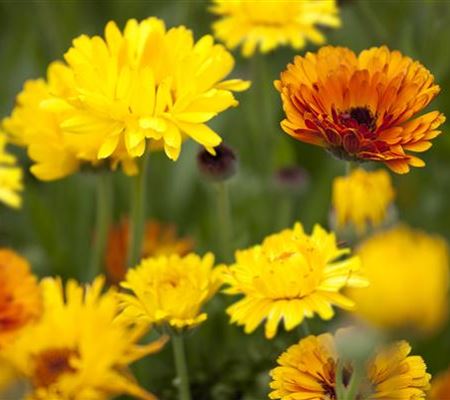 Gartenzauber im Zaubergarten. Etwas Magie gefällig? Gartenzauber im Zaubergarten. Etwas Magie gefällig?