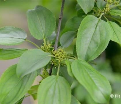 Rhamnus cathartica