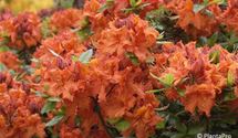 Rhododendron, Azalee