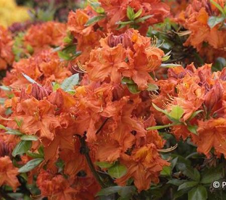Rhododendron 'Gibraltar'