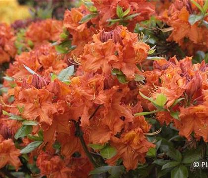 Rhododendron 'Gibraltar'
