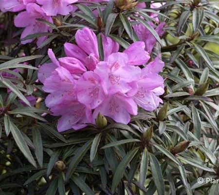 Rhododendron 'Graziella' Rhododendron 'Graziella'