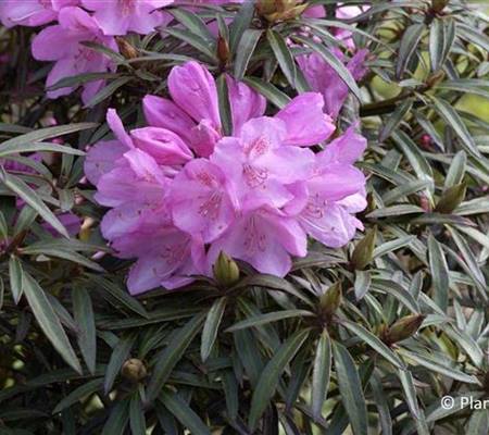 Rhododendron 'Graziella'