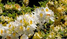 Rhododendron