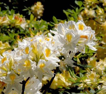 Rhododendron 'Persil' Rhododendron 'Persil'